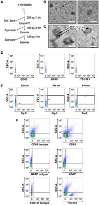 A Refined Bead-Free Method to Identify Astrocytic Exosomes in Primary Glial Cultures and Blood Plasma